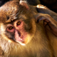 Illustration for article titled We are now accidentally making monkeys dumber